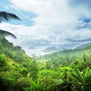 Photo Panneau mural VIPANEL INSPIRATION NATURE FORÊT TROPICALE BRI. 1000x2550MM 3MM
