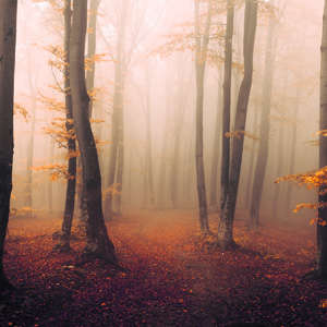 Photo Panneau mural VIPANEL INSPIRATION NATURE FRT BRUME ATMN BRI. 1500x2550MM 3MM