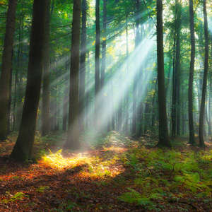 Photo Panneau mural NU VIPANEL INSPIRATION NATURE FORÊT DU MATIN BRI. 1000x2550MM 3MM