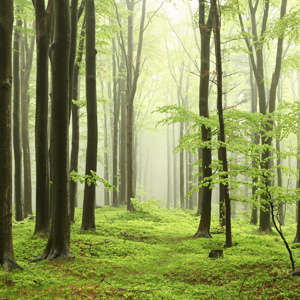 Photo Panneau mural douche NU VIPANEL INSPIRATION NATURE BROUILL FO BRI. 1500x2550x3MM