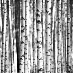 Photo Panneau mural NU VIPANEL INSPIRATION NATURE BOULEAUX BRI. 1000x2550MM 3MM