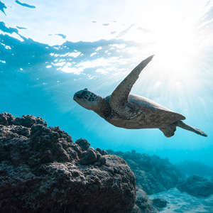 Photo Panneau mural douche NU VIPANEL INSPIRATION NATURE TORTUE BRI. 1500x2550x3MM