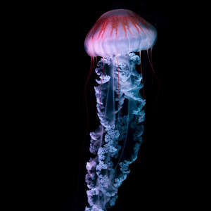 Photo Panneau mural douche VIPANEL INSPIRATION NATURE MEDUSE 2 BRI. 1500x2550x3MM