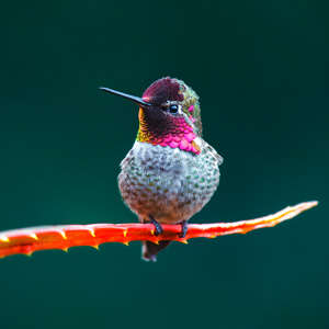 Photo Panneau mural douche NU VIPANEL INSPIRATION NATURE COLIBRI BRI. 1500x2550x3MM