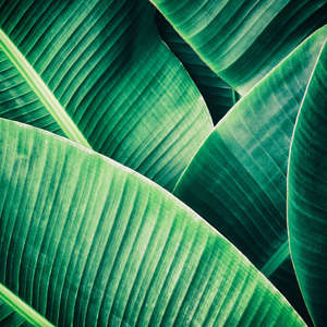 Photo Panneau mural VIPANEL INSPIRATION NATURE FEUILLE TROPIC BRI. 1000x2550MM 3MM