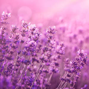 Photo Panneau mural douche NU VIPANEL INSPIRATION NATURE LAVANDE BRI. 1000x2550x3MM