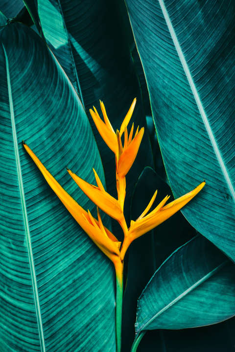 Photo Panneau mural douche VIPANEL INSPIRATION NATURE HELICONIA BRI. 1000x2550x3MM