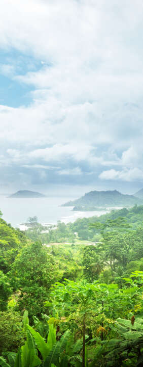 Photo Panneau mural douche NU VIPANEL INSPIRATION NATURE FORÊT TROP BRI. 1000x2550x3MM