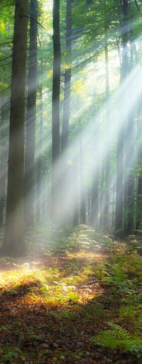 Photo Panneau mural douche VIPANEL INSPIRATION NATURE FORÊT MATI BRI. 1000x2550x3MM