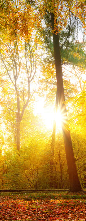 Photo Panneau mural douche NU VIPANEL INSPIRATION NATURE FORÊT AUTO BRI. 1000x2550x3MM