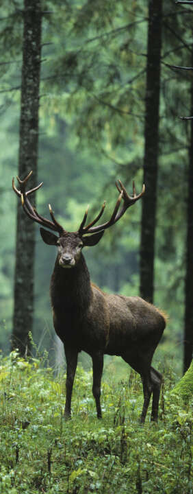 Photo Panneau mural douche NU VIPANEL INSPIRATION NATURE CERF FORÊT BRI. 1000x2550x3MM