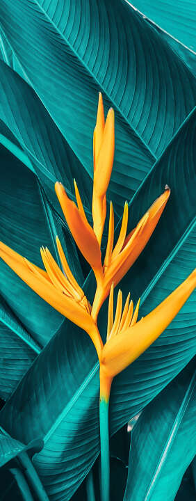 Photo Panneau mural douche VIPANEL INSPIRATION NATURE FLEUR EXOT BRI. 1000x2550x3MM