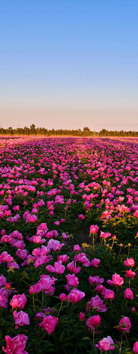 Photo Panneau mural douche VIPANEL INSPIRATION NATURE PIVOINES BRI. 1000x2550x3MM