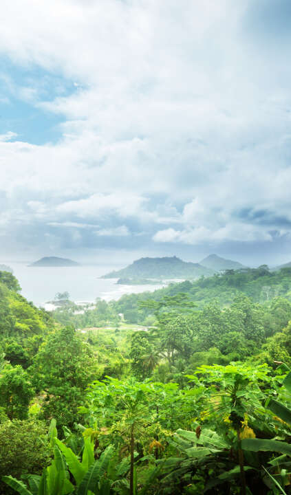 Photo Panneau mural douche NU VIPANEL INSPIRATION NATURE FORÊT TROP BRI. 1500x2550x3MM