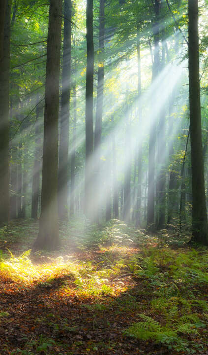 Photo Panneau mural douche NU VIPANEL INSPIRATION NATURE FORÊT MATI BRI. 1500x2550x3MM