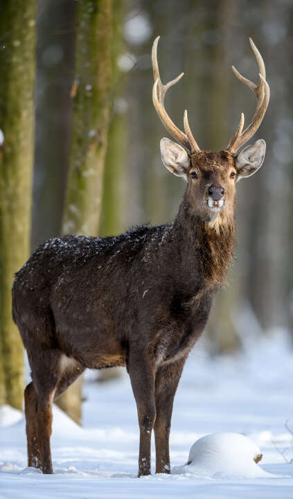Photo Panneau mural douche NU VIPANEL INSPIRATION NATURE CERF NEIGE BRI. 1500x2550x3MM