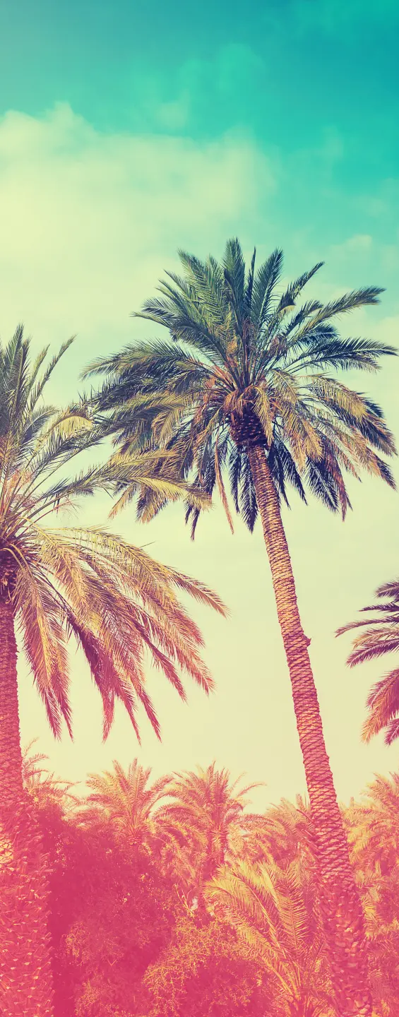 Photo Panneau mural douche NU VIPANEL INSPIRATION NATURE PALMIER BRI. 1000x2550x3MM