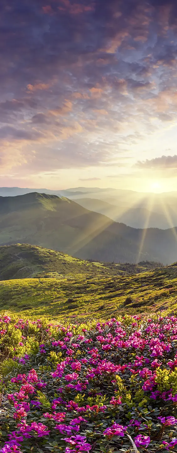 Photo Panneau mural douche NU VIPANEL INSPIRATION NATURE LEV SOL MT BRI. 1000x2550x3MM