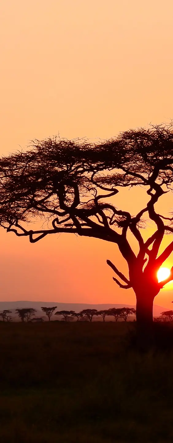 Photo Panneau mural douche NU VIPANEL INSPIRATION NATURE AFRICA BRI. 1000x2550x3MM