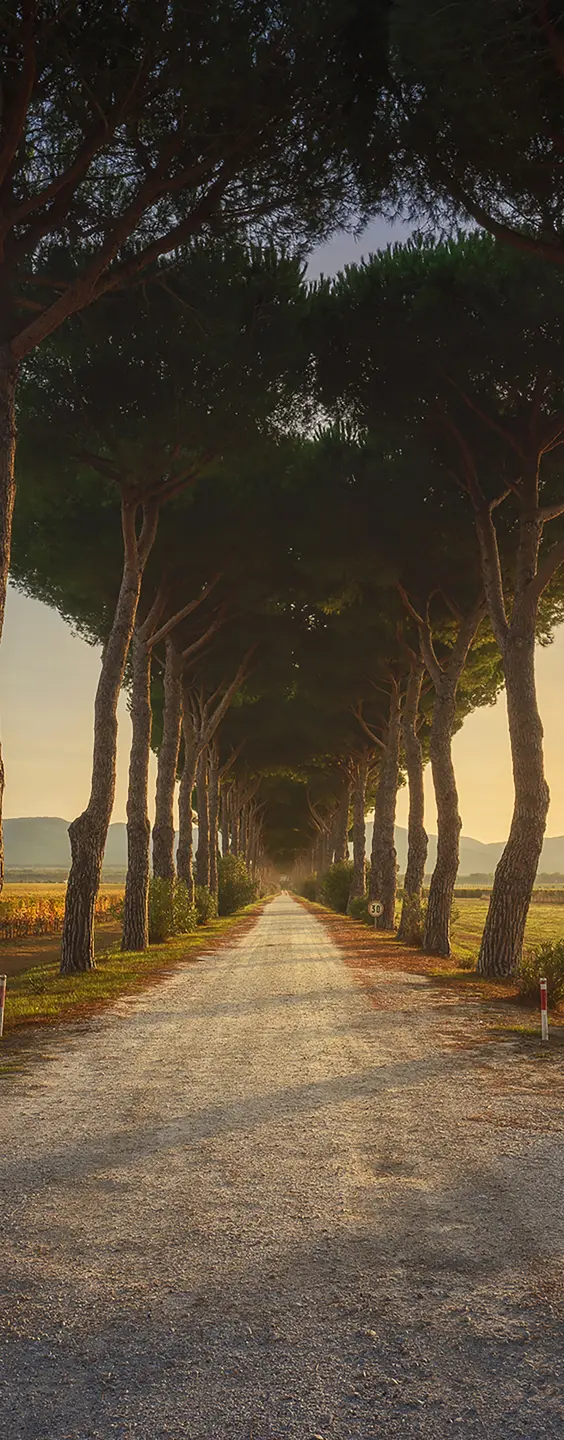 Photo Panneau mural douche NU VIPANEL INSPIRATION NATURE CHEMIN PIN BRI. 1000x2550x3MM