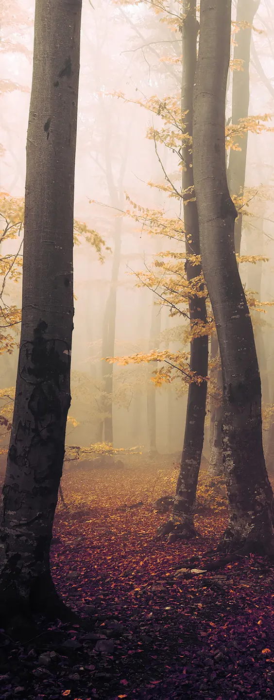 Panneau mural douche VIPANEL INSPIRATION NATURE FOR BR AUT BRI. 1000x2550x3MM|Revêtement pour salle de bain