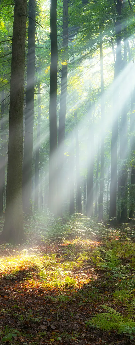 Photo Panneau mural douche NU VIPANEL INSPIRATION NATURE FORÊT MATI BRI. 1000x2550x3MM