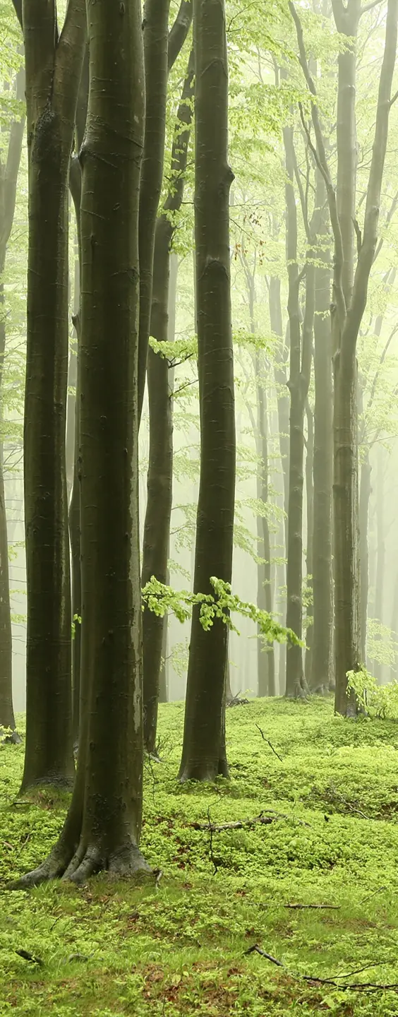 Panneau mural douche VIPANEL INSPIRATION NATURE BROUILL FO BRI. 1000x2550x3MM|Revêtement pour salle de bain