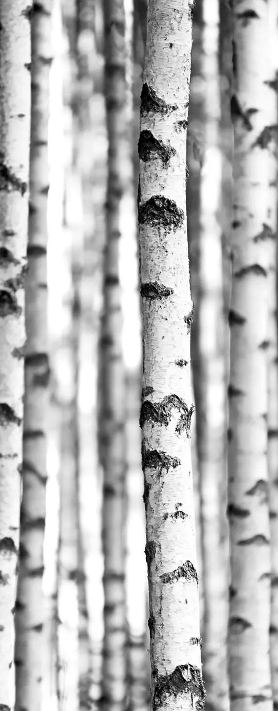 Photo Panneau mural douche NU VIPANEL INSPIRATION NATURE BOULEAUX BRI. 1000x2550x3MM