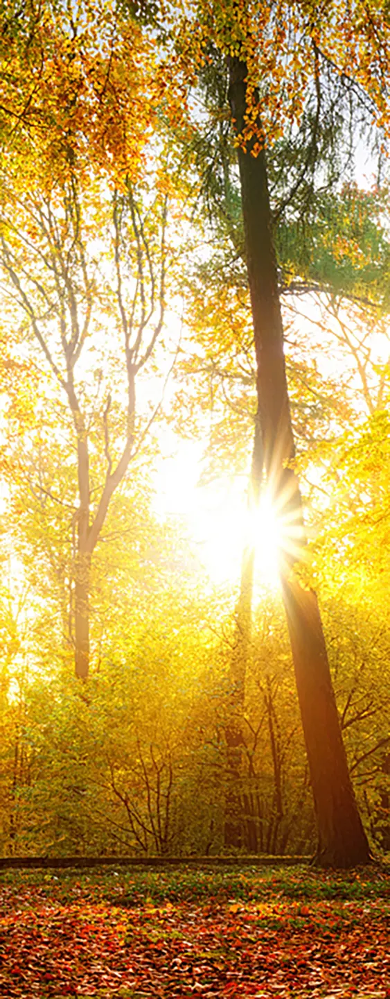 Panneau mural douche VIPANEL INSPIRATION NATURE FORÊT AUTO BRI. 1000x2550x3MM