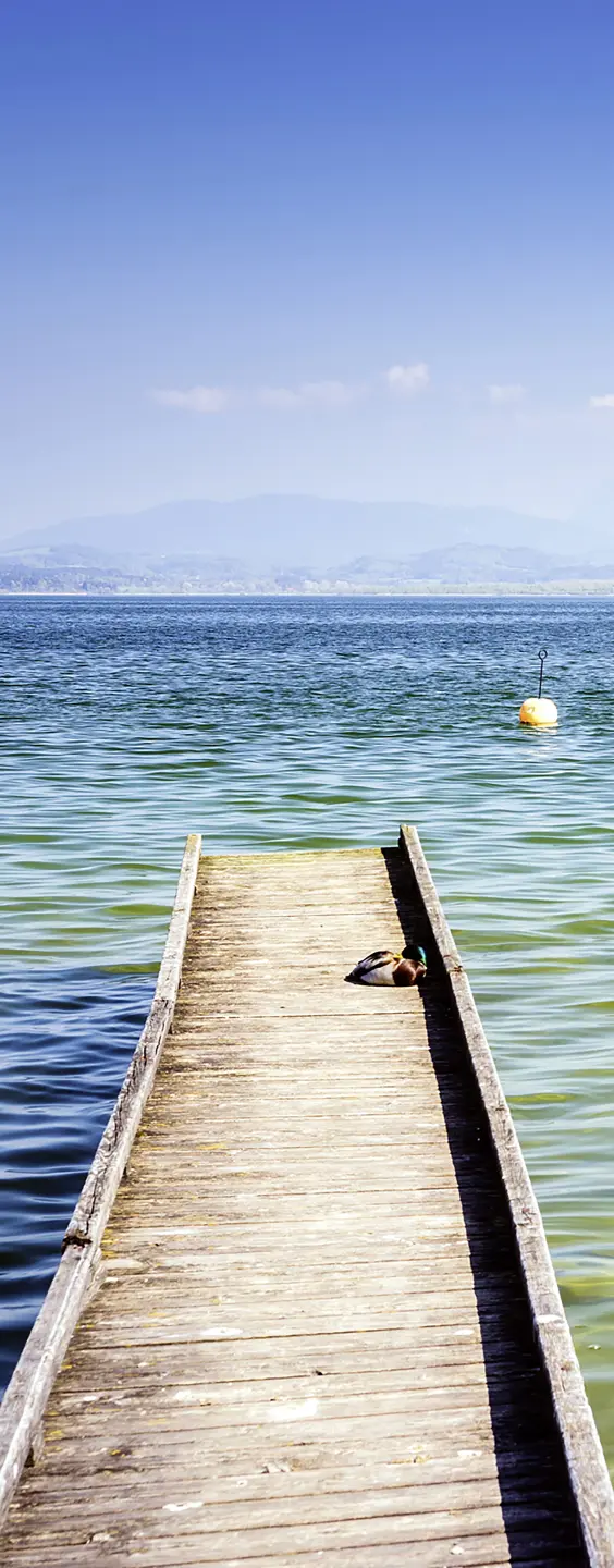 Photo Panneau mural douche NU VIPANEL INSPIRATION NATURE JETÉE BRI. 1000x2550x3MM