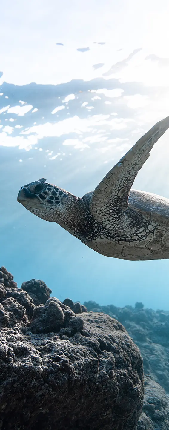 Panneau mural douche VIPANEL INSPIRATION NATURE TORTUE BRI. 1000x2550x3MM|Revêtement pour salle de bain