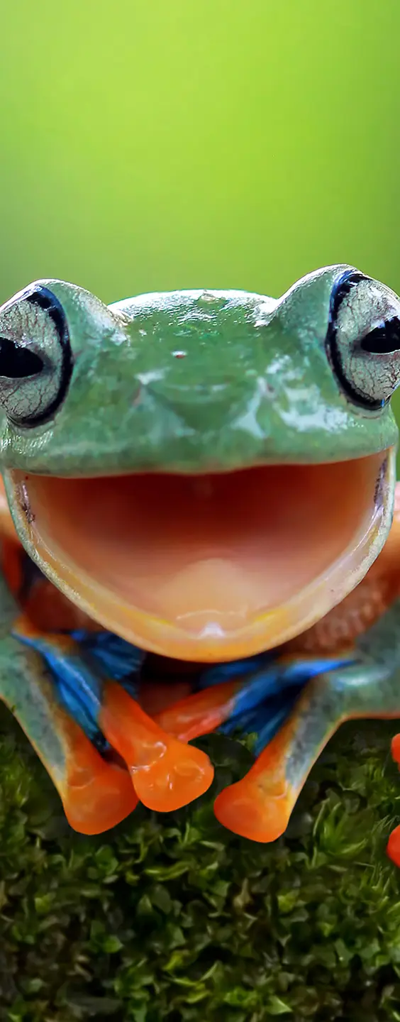 Panneau mural douche VIPANEL INSPIRATION NATURE GRENOUILLE BRI. 1000x2550x3MM|Revêtement pour salle de bain