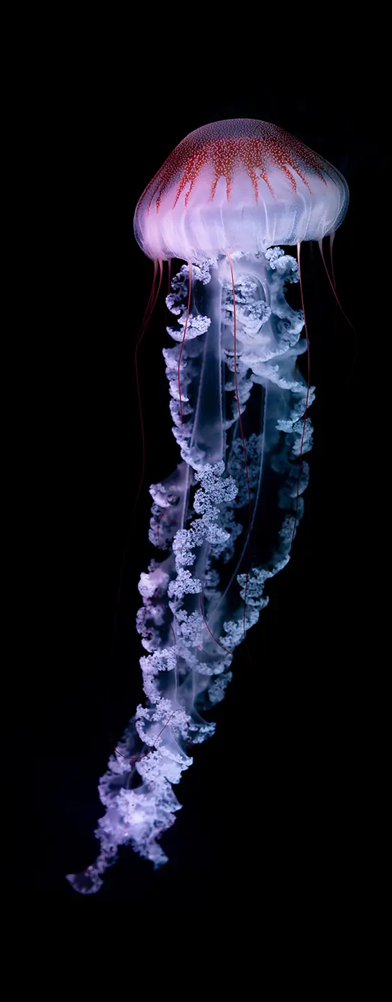 Photo Panneau mural douche NU VIPANEL INSPIRATION NATURE MEDUSE 2 BRI. 1000x2550x3MM