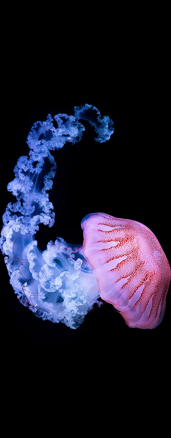 Panneau mural douche VIPANEL INSPIRATION NATURE MEDUSE 1 BRI. 1000x2550x3MM|Revêtement pour salle de bain