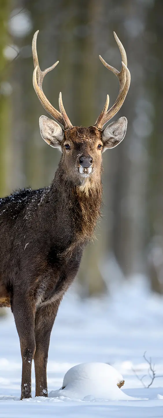 Panneau mural douche VIPANEL INSPIRATION NATURE CERF NEIGE BRI. 1000x2550x3MM