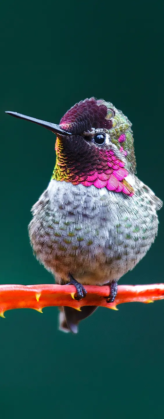 Panneau mural douche VIPANEL INSPIRATION NATURE COLIBRI BRI. 1000x2550x3MM