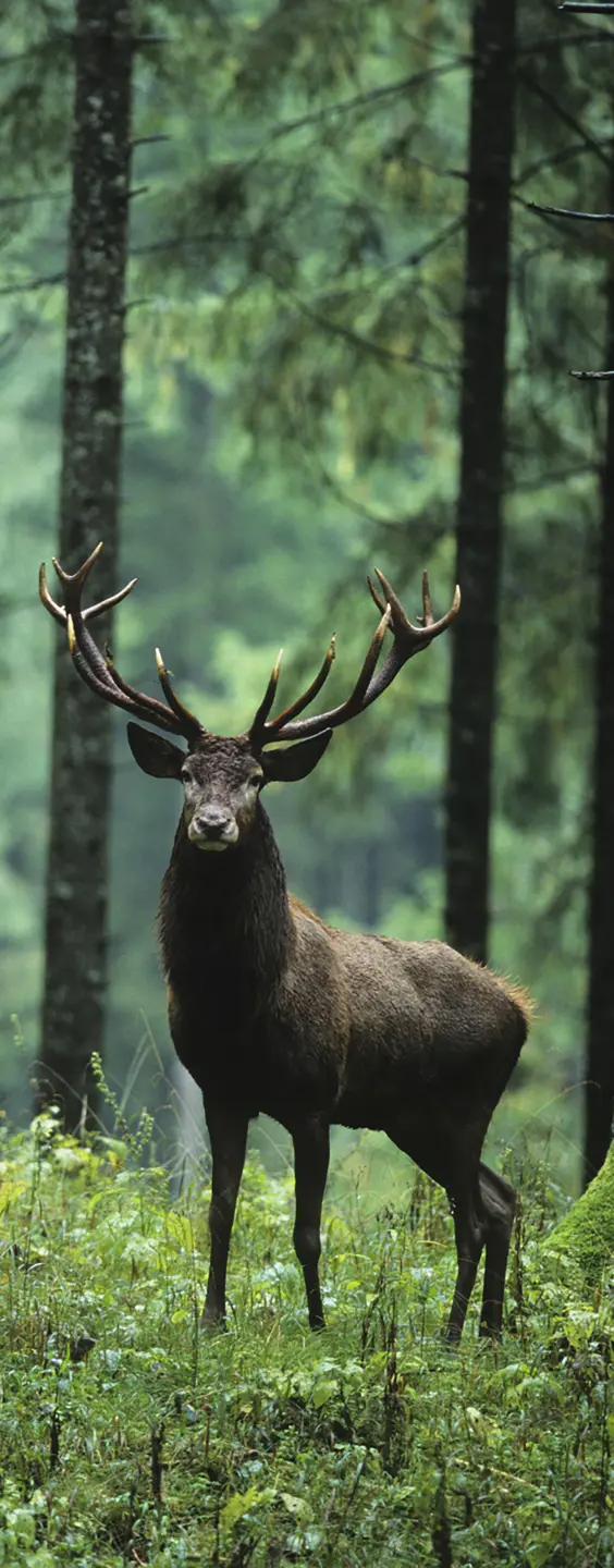 Panneau mural douche VIPANEL INSPIRATION NATURE CERF FORÊT BRI. 1000x2550x3MM