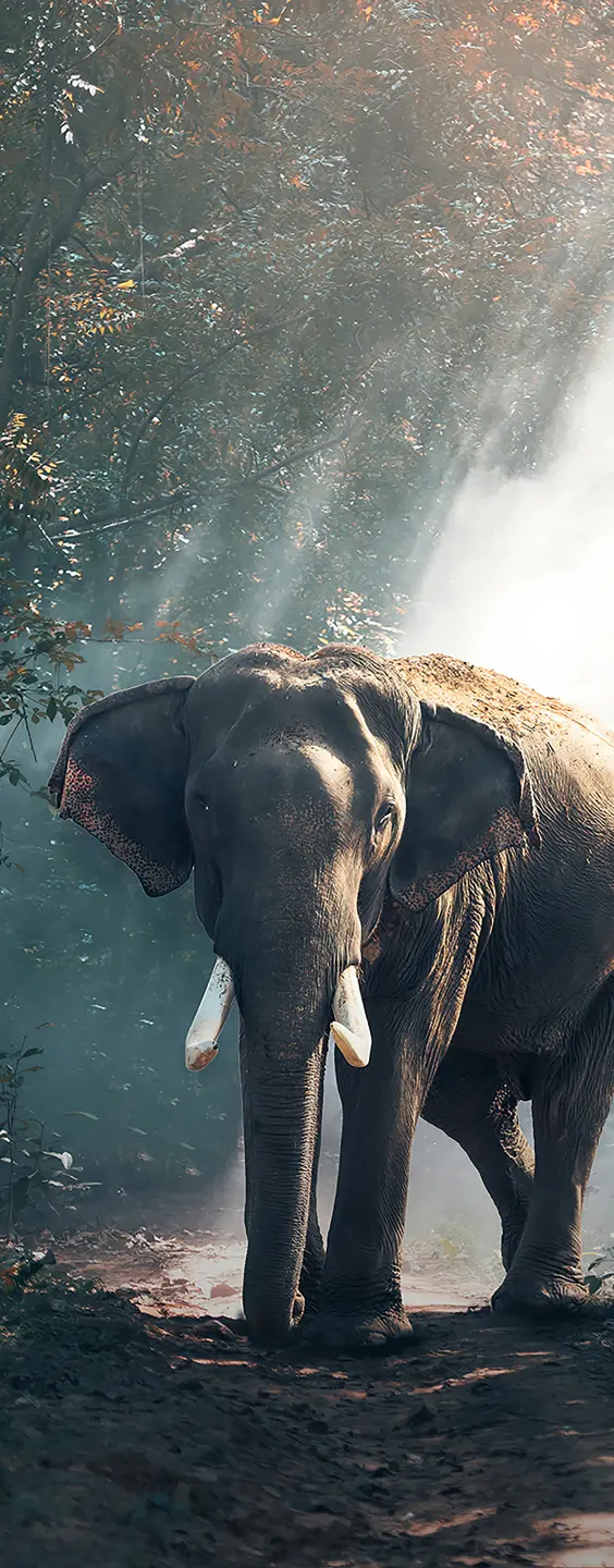 Panneau mural douche VIPANEL INSPIRATION NATURE ELEPHANT BRI. 1000x2550x3MM|Revêtement pour salle de bain