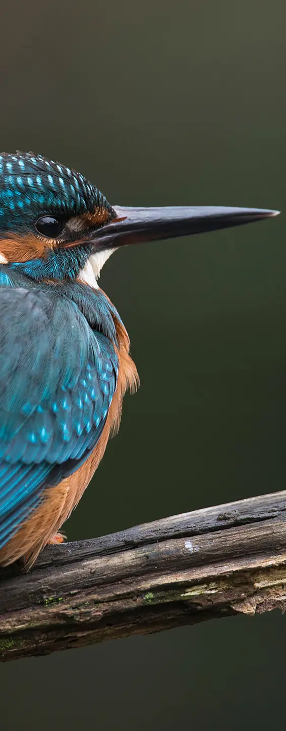 Photo Panneau mural douche NU VIPANEL INSPIRATION NATURE MARTIN PÊC BRI. 1000x2550x3MM