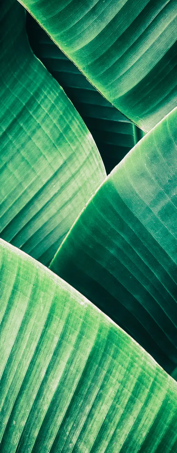 Panneau mural douche VIPANEL INSPIRATION NATURE FEUILLE TR BRI. 1000x2550x3MM|Revêtement pour salle de bain