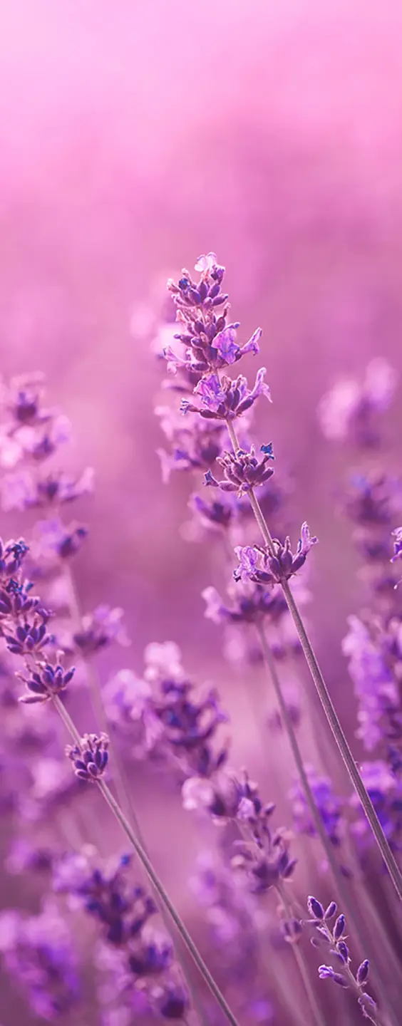 Photo Panneau mural douche NU VIPANEL INSPIRATION NATURE LAVANDE BRI. 1000x2550x3MM