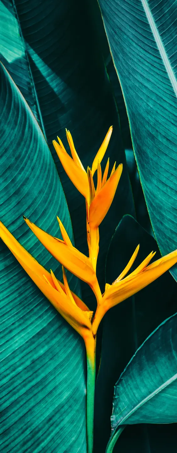 Panneau mural douche VIPANEL INSPIRATION NATURE HELICONIA BRI. 1000x2550x3MM