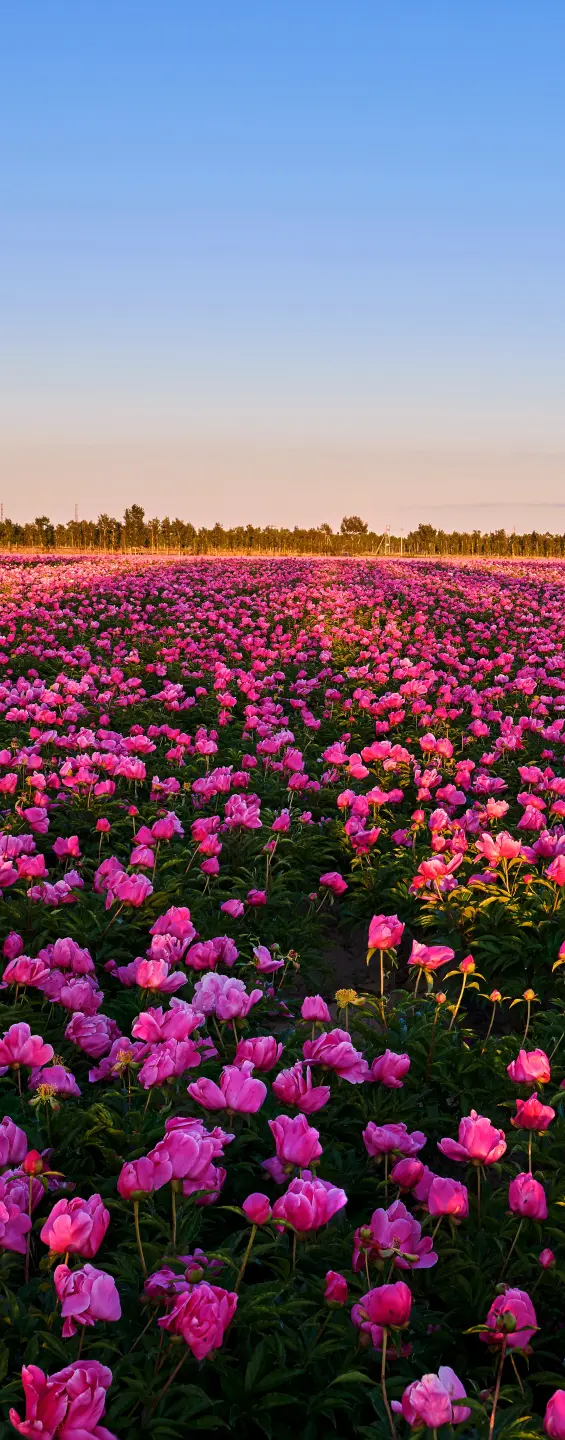 Panneau mural douche VIPANEL INSPIRATION NATURE PIVOINES BRI. 1000x2550x3MM