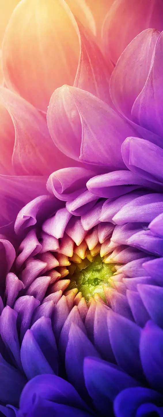 Photo Panneau mural douche NU VIPANEL INSPIRATION NATURE CHRYSAN VL BRI. 1000x2550x3MM