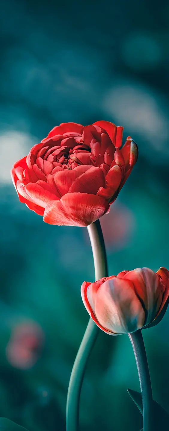 Panneau mural douche VIPANEL INSPIRATION NATURE TULIPE ROU BRI. 1000x2550x3MM|Revêtement pour salle de bain