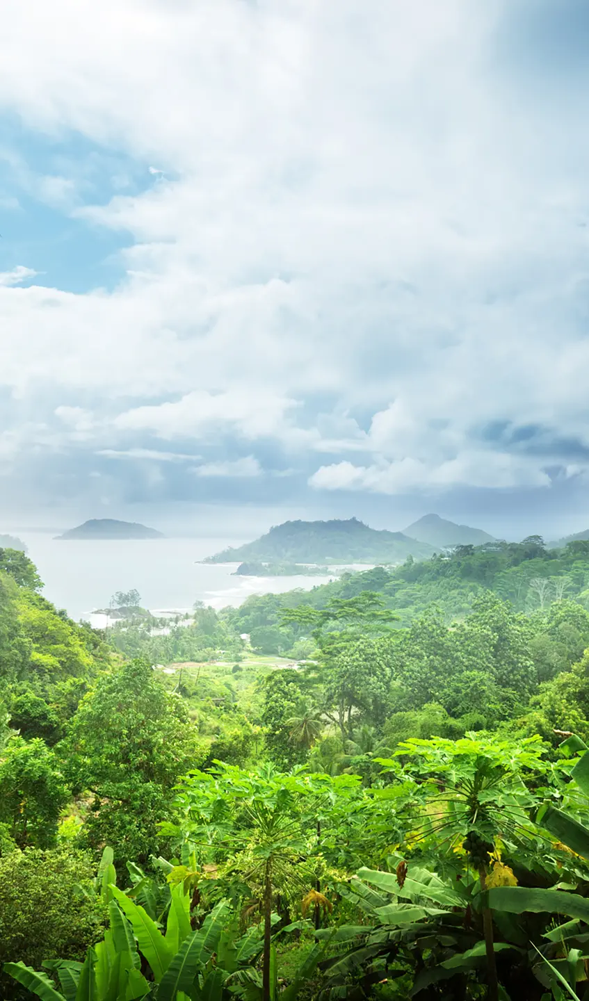 Panneau mural douche VIPANEL INSPIRATION NATURE FORÊT TROP BRI. 1500x2550x3MM