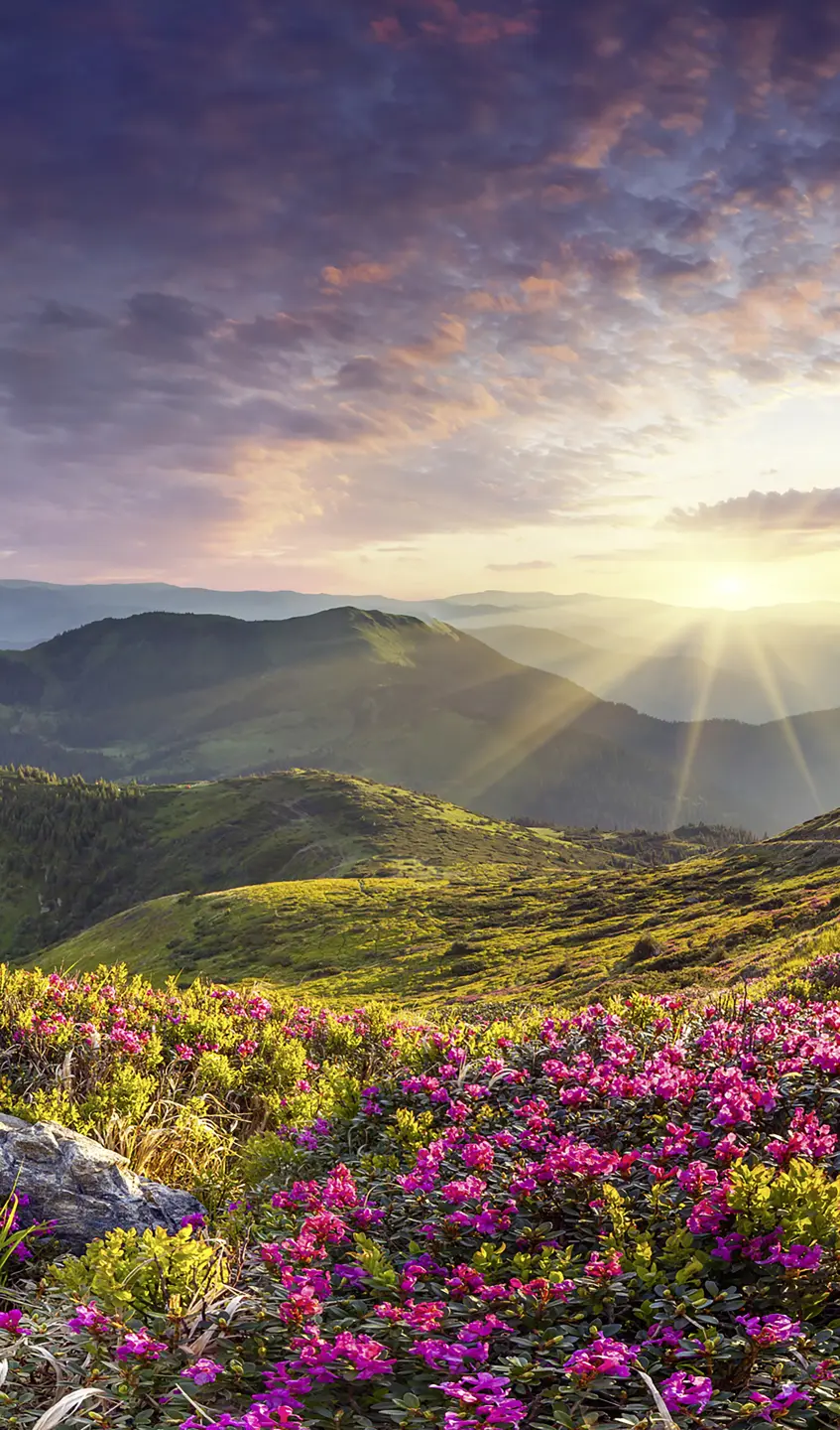 Panneau mural douche VIPANEL INSPIRATION NATURE LEV SOL MT BRI. 1500x2550x3MM