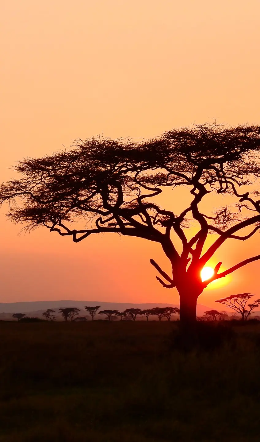 Panneau mural douche VIPANEL INSPIRATION NATURE AFRICA BRI. 1500x2550x3MM