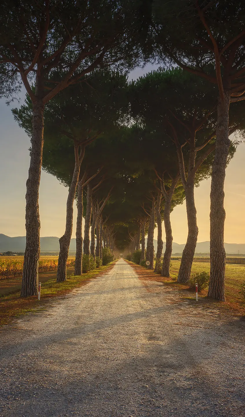 Photo Panneau mural douche NU VIPANEL INSPIRATION NATURE CHEMIN PIN BRI. 1500x2550x3MM