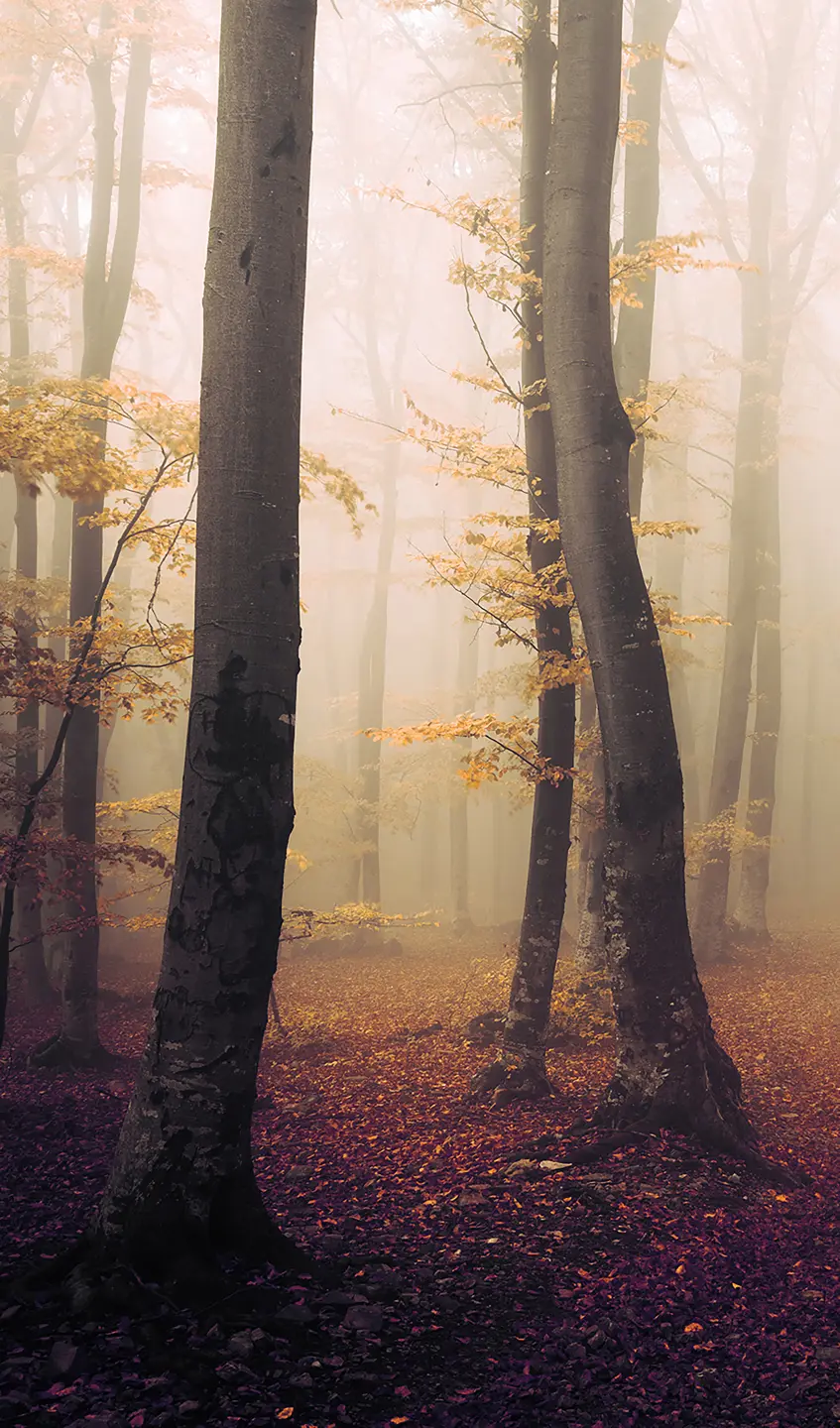 Panneau mural douche VIPANEL INSPIRATION NATURE FOR BR AUT BRI. 1500x2550x3MM